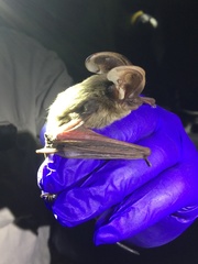 Idionycteris phyllotis