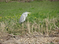 Ardea cinerea