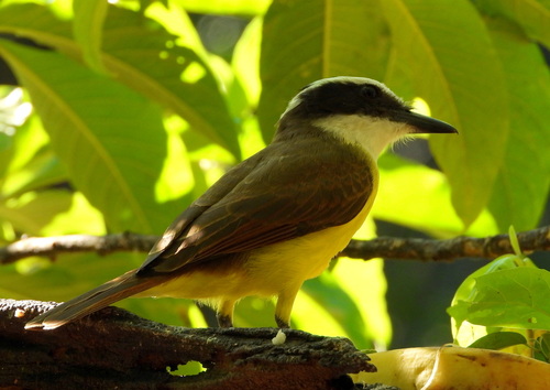 Great Kiskadee