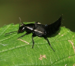 Philonthus cognatus