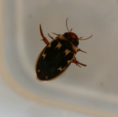 Platambus maculatus