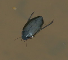Colymbetes fuscus