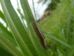 Sphingidae