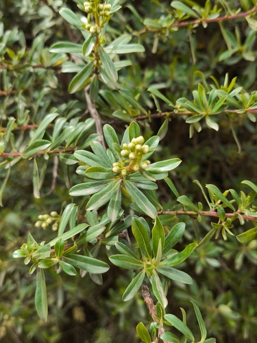 Escallonia resinosa, photograph 4