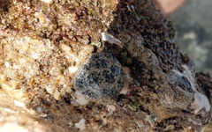 Synoicum sphinctorum