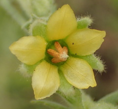 Hermannia burkei