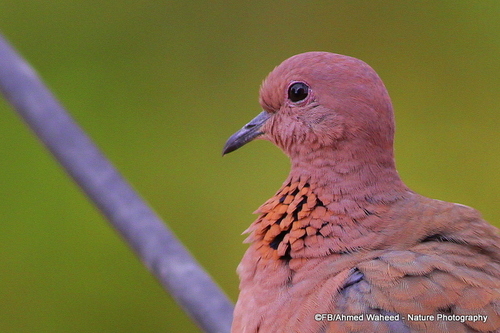 Laughing Dove