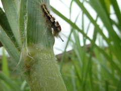 Sphingidae