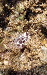 Distaplia