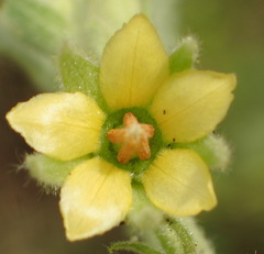 Hermannia burkei