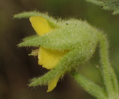 Hermannia burkei
