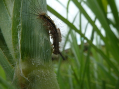 Sphingidae