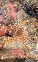 Distaplia