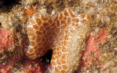Distaplia