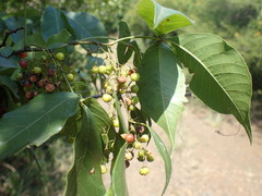 Searsia chirindensis