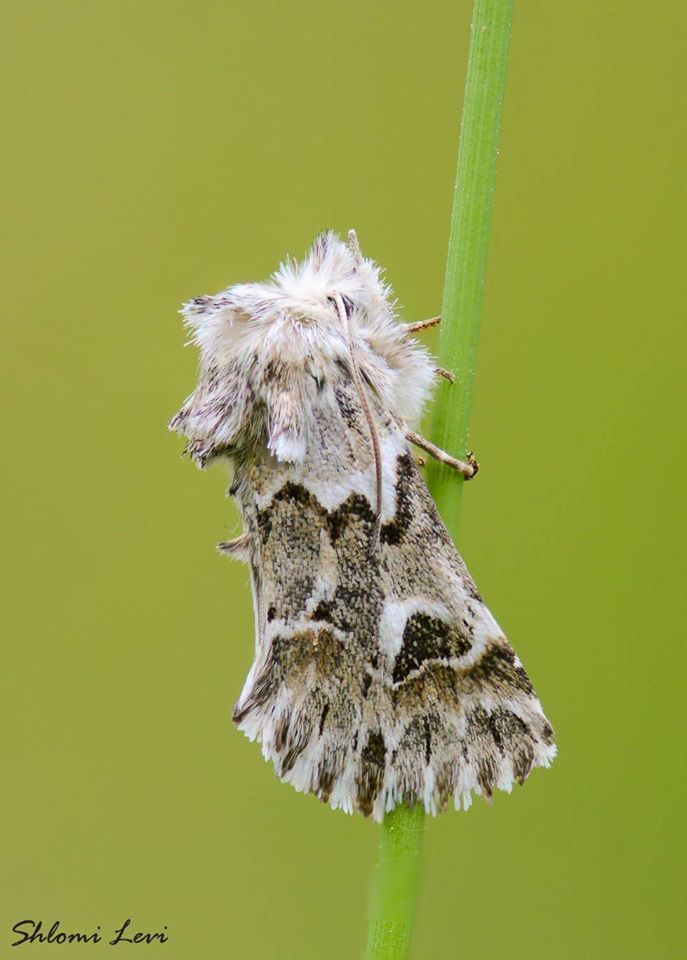 Cleonymia chabordis