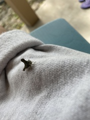 Glossonotus acuminatus