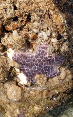 Distaplia