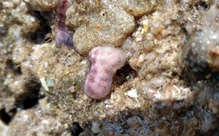 Distaplia