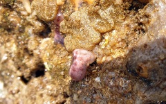 Distaplia