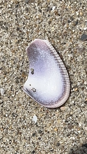 Donax gouldii