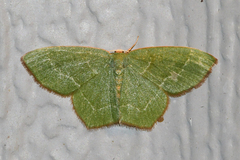 Thalera pistasciaria