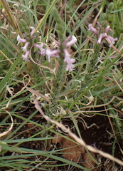 Striga bilabiata bilabiata