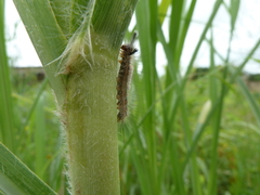 Sphingidae
