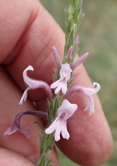 Striga bilabiata bilabiata