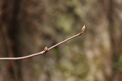 Viburnum acerifolium
