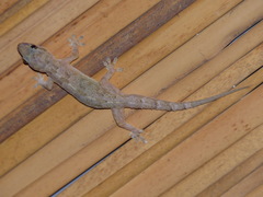 Hemidactylus mabouia