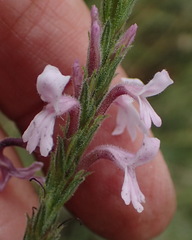 Striga bilabiata bilabiata