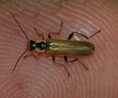 Cantharis decipiens