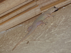 Hemidactylus mabouia
