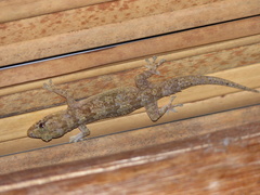 Hemidactylus mabouia
