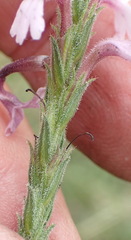 Striga bilabiata bilabiata