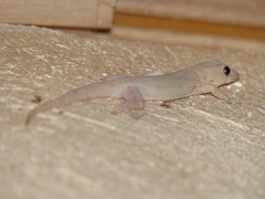 Hemidactylus mabouia