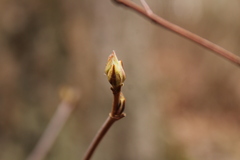 Viburnum acerifolium