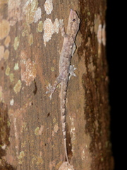 Hemidactylus mabouia