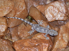 Hemidactylus mabouia