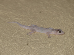 Hemidactylus mabouia