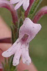 Striga bilabiata bilabiata