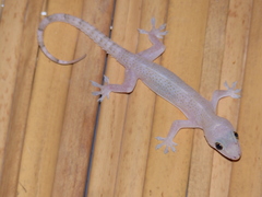 Hemidactylus mabouia
