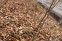Viburnum acerifolium