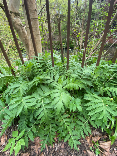 Tanacetum macrophyllum, photograph 2