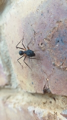 Camponotus etiolipes