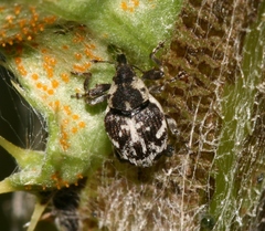 Ceutorhynchus litura