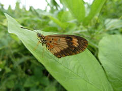 Acraea