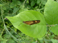 Acraea