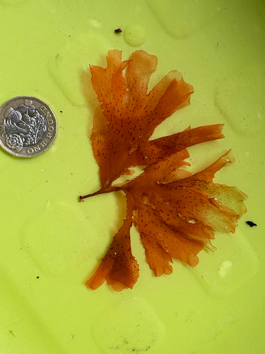 Nitophyllum punctatum observed 2026-04-26